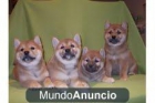 4 Shiba Inu cachorros listos para que usted pueda tomar. - mejor precio | unprecio.es