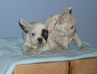 BULDOG FRANCES CACHORROS INCREIBLES A UN PRECIO INCREIBLE - mejor precio | unprecio.es