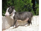BULL TERRIER - mejor precio | unprecio.es