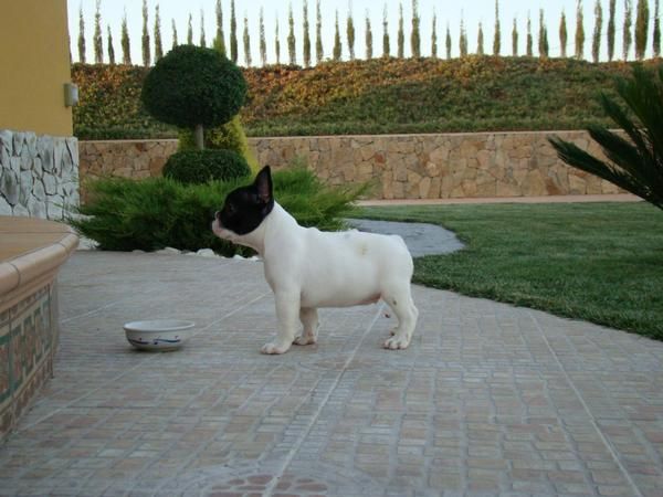 bulldog frances cachorro