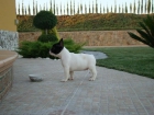 bulldog frances cachorro - mejor precio | unprecio.es