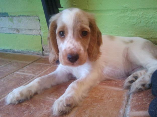Cachorras cocker spaniel