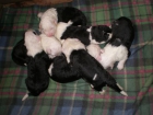 Cachorros bobtail - mejor precio | unprecio.es