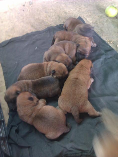 CACHORROS CHOW CHOW
