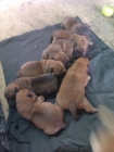 CACHORROS CHOW CHOW - mejor precio | unprecio.es