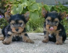 cachorros de yorkie para la adopción libre - mejor precio | unprecio.es