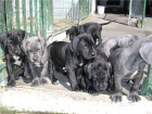 camada de dogo aleman, cachorros con LOE, rebajados de precio, en color negro y azul - mejor precio | unprecio.es