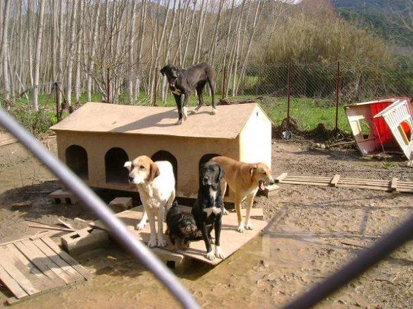 MÁLAGA: Han matado a veinte gatos...quedan quince por salvar, Y VARIOS PERROS, de Miwa Kun