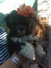 MALTIPOO CACHORROS (MALTES/CANICHE) - mejor precio | unprecio.es