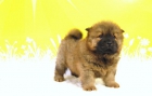 Preciosos Chow-Chow nacionales - mejor precio | unprecio.es