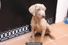 Venta de braco de weimar - mejor precio | unprecio.es