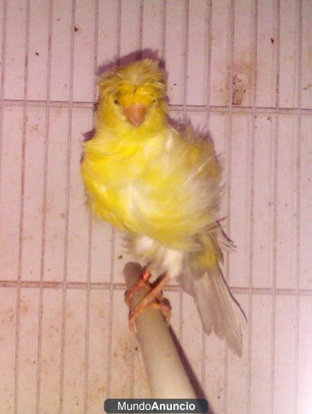 Venta de Canario Rizado Padovano