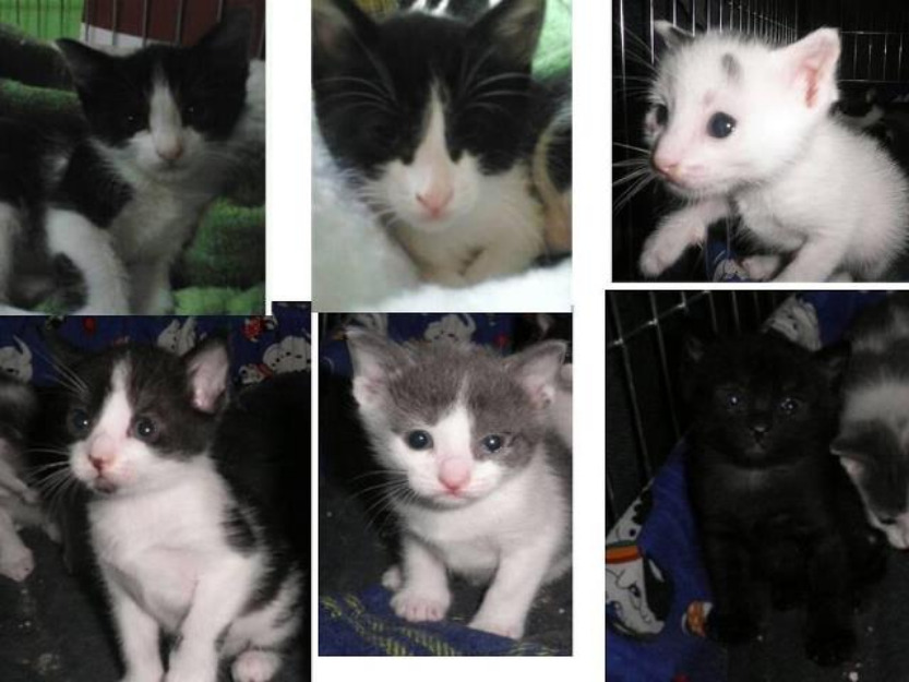 6 gatitos en adopcion nacidos en abril