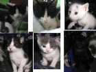 6 gatitos en adopcion nacidos en abril - mejor precio | unprecio.es