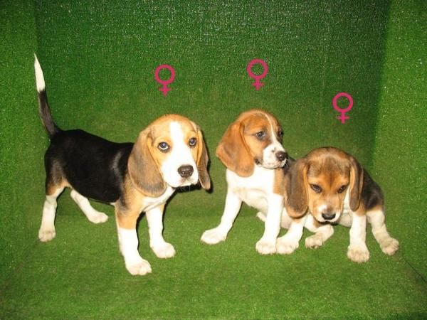 BEAGLES, LINDOS CACHORROS 190   OFERTA!