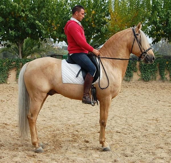 caballo perla  palomino