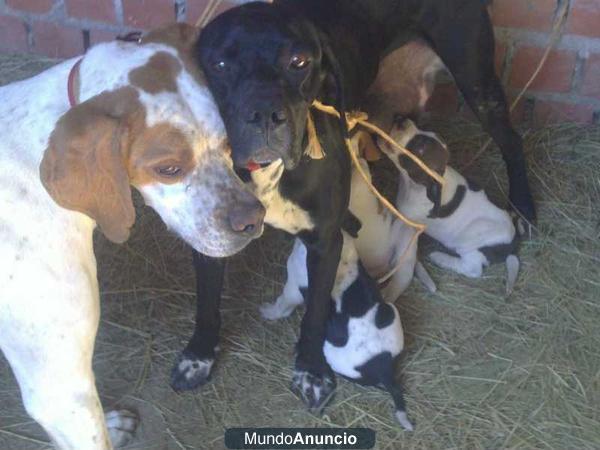 cachorros pointer