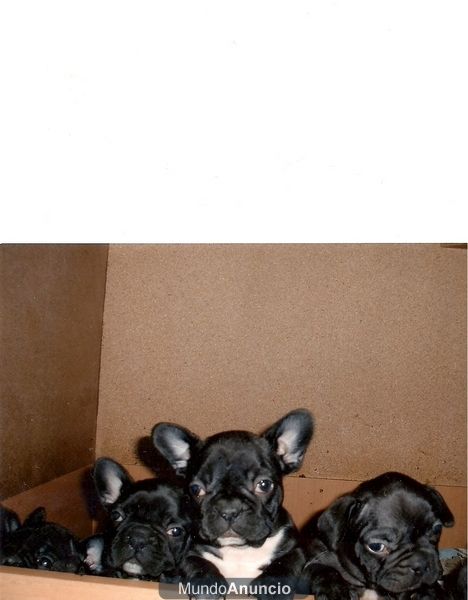 CAMADA BULDOG FRANCES