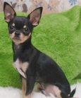 compro perro macho de raza chihuahua por 150 a 250 euros - mejor precio | unprecio.es