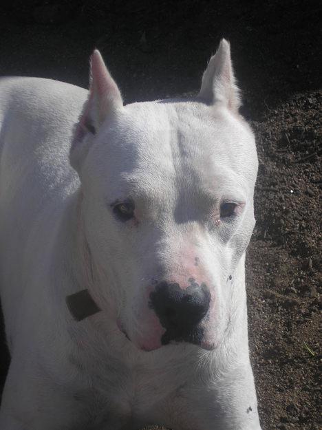 DOGO ARGENTINO