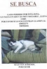 GATO TUERTO PERDIDO EN GRANOLLERS - mejor precio | unprecio.es