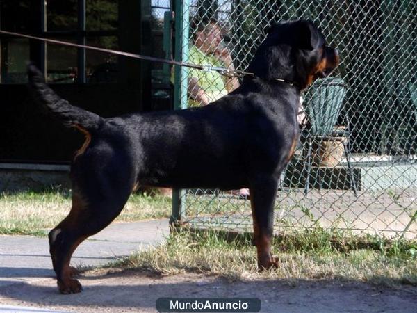 NUEVAS Y EXCELENTES CAMADAS DE ROTTWEILER