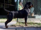 NUEVAS Y EXCELENTES CAMADAS DE ROTTWEILER - mejor precio | unprecio.es