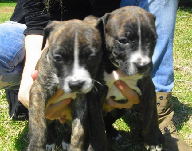 SE VENDEN CACHORROS PITBULLS