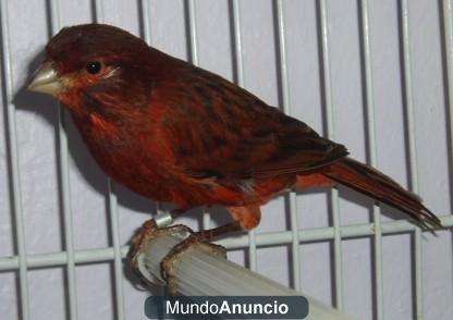 se venden canarios rojizos