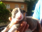 vendo cachoritas de bullterrier - mejor precio | unprecio.es