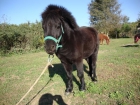 Vendo pony - mejor precio | unprecio.es