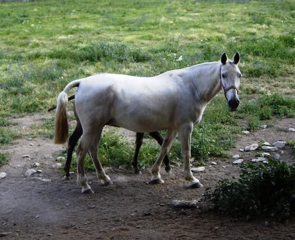 YEGUA Y POTRA HISPANO-ARABE CON CARTA