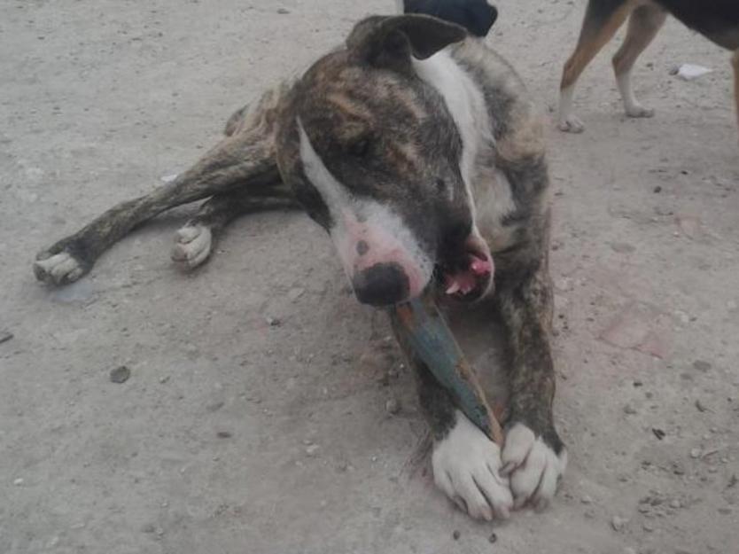Yamal cruce de mastín en adopción