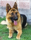 Cachorros de Pastor aleman libres de displasia - mejor precio | unprecio.es