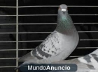 PALOMAS MENSAJERAS - mejor precio | unprecio.es