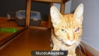 PERSI gatito desnutrido a punto de perder un ojito, ayuda para su asistencia - mejor precio | unprecio.es