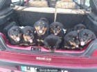 Rottweiler - mejor precio | unprecio.es