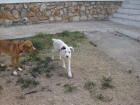 se venden dos cachorras de dogo aleman - mejor precio | unprecio.es