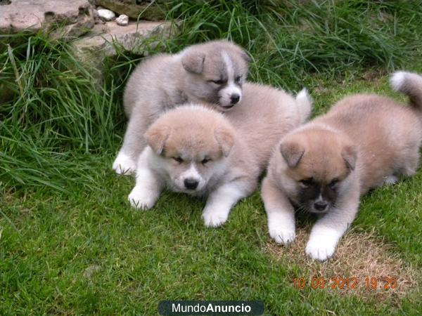 Super hermosa Akita cachorros en busca de un hogar lleno de amor