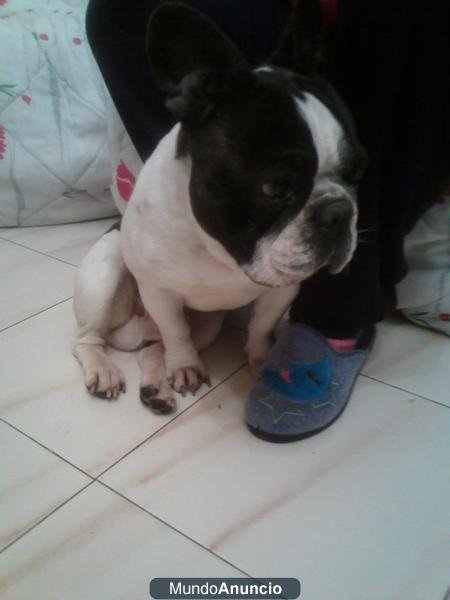 vendo bulldog frances a solo 150 euros