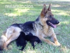 VENDO CAMADA DE PASTORES ALEMANES PURA RAZA - mejor precio | unprecio.es