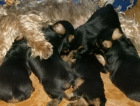 Yorkshire terrier, cachorros - mejor precio | unprecio.es