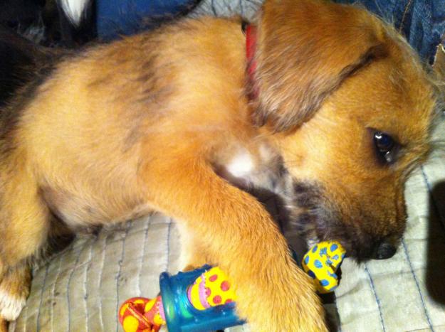 Cachorro en adopcion