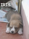 Iris, cachorrita de 1 mes y medio - mejor precio | unprecio.es
