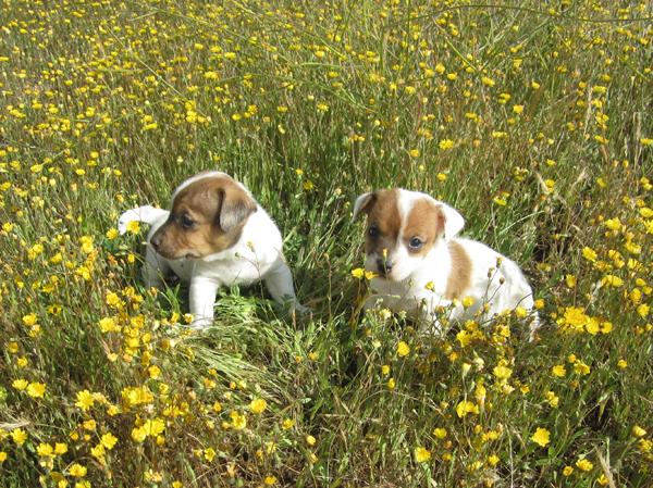 Jacks Russells cachorros bicolores con pedigri de campeones