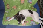 Lucia, cachorrita enanita en adopcion - mejor precio | unprecio.es