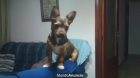 PERRITO BUSCA HOGAR - mejor precio | unprecio.es