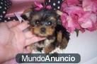Yorkshire terrier 100 euros.