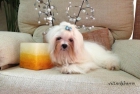 Bichon Maltes - mejor precio | unprecio.es