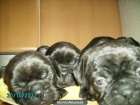 bulldog Frances - mejor precio | unprecio.es